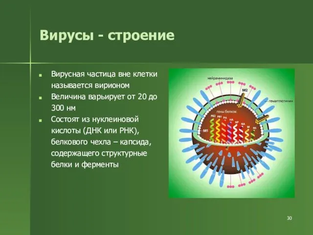 Вирусы - строение Вирусная частица вне клетки называется вирионом Величина варьирует от 20