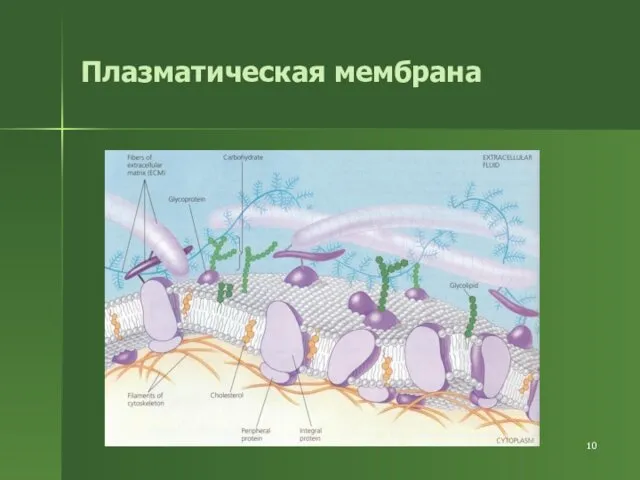 Плазматическая мембрана