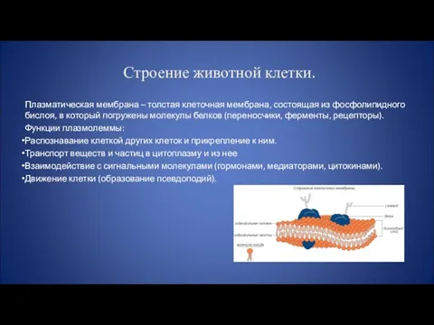 Строение животной клетки. Плазматическая мембрана – толстая клеточная мембрана, состоящая