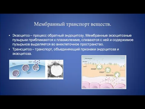 Мембранный транспорт веществ. Экзоцитоз – процесс обратный эндоцитозу. Мембранные экзоцитозные