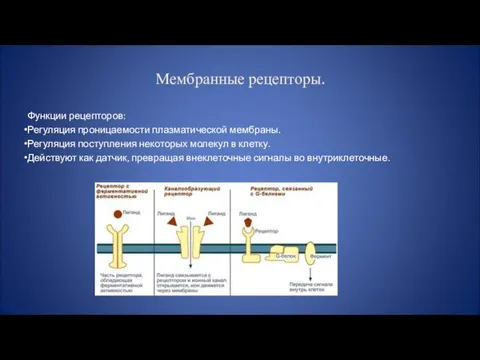 Мембранные рецепторы. Функции рецепторов: Регуляция проницаемости плазматической мембраны. Регуляция поступления