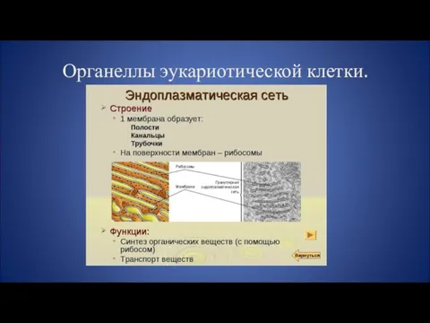 Органеллы эукариотической клетки.