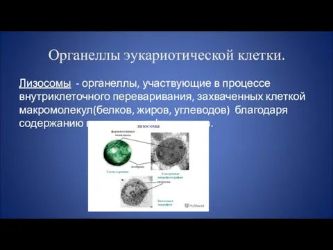 Органеллы эукариотической клетки. Лизосомы - органеллы, участвующие в процессе внутриклеточного