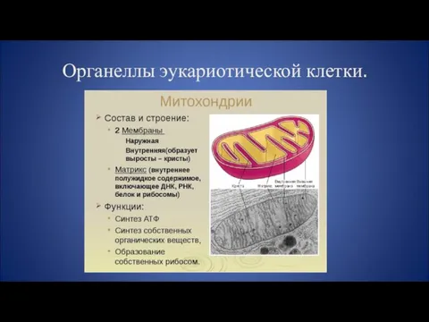 Органеллы эукариотической клетки.