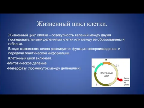 Жизненный цикл клетки. Жизненный цикл клетки – совокупность явлений между