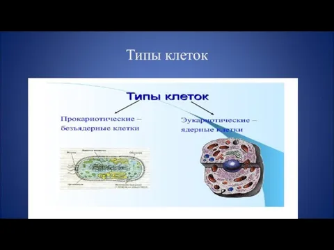 Типы клеток