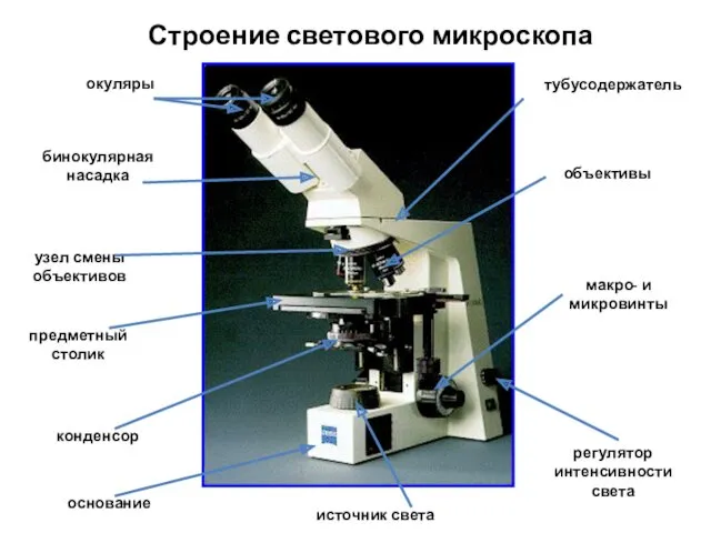 Строение светового микроскопа предметный столик узел смены объективов объективы окуляры конденсор тубусодержатель основание