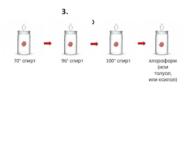3. Обезвоживание 70° спирт 96° спирт 100° спирт хлороформ (или толуол, или ксилол)