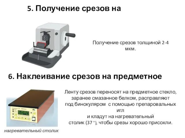 5. Получение срезов на микротоме 6. Наклеивание срезов на предметное стекло Получение срезов