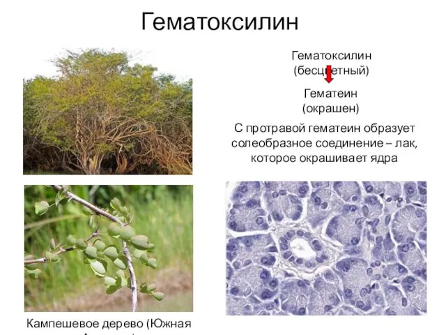 Гематоксилин Кампешевое дерево (Южная Америка) Гематоксилин (бесцветный) Гематеин (окрашен) С протравой гематеин образует