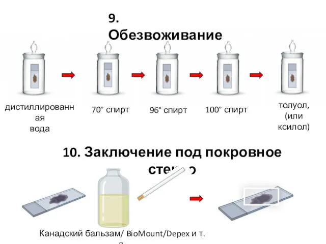 70° спирт 96° спирт 100° спирт толуол, (или ксилол) дистиллированная вода 9. Обезвоживание