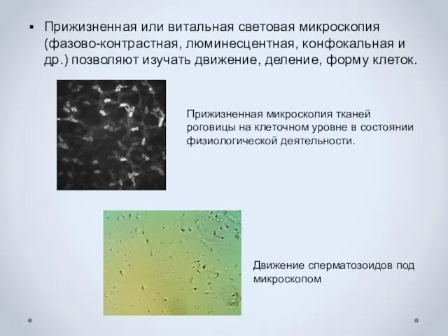 Прижизненная или витальная световая микроскопия (фазово-контрастная, люминесцентная, конфокальная и др.)