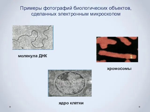 Примеры фотографий биологических объектов, сделанных электронным микроскопом молекула ДНК хромосомы ядро клетки