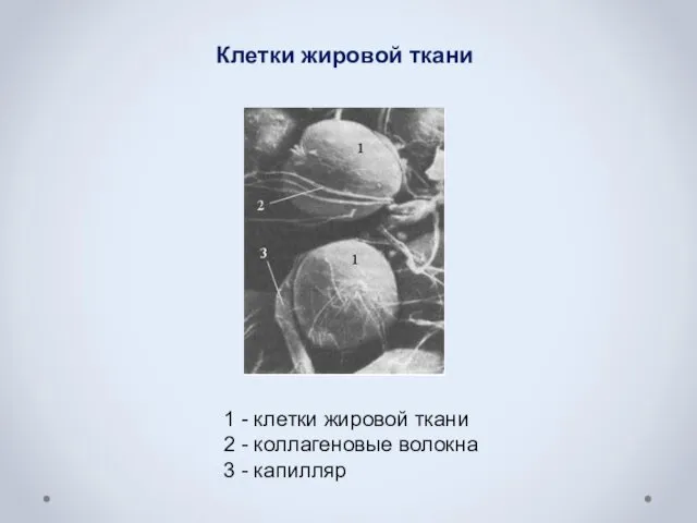 1 - клетки жировой ткани 2 - коллагеновые волокна 3 - капилляр Клетки жировой ткани