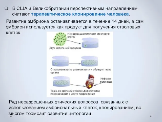 В США и Великобритании перспективным направлением считают терапевтическое клонирование человека.