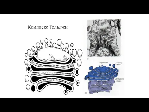 Комплекс Гольджи