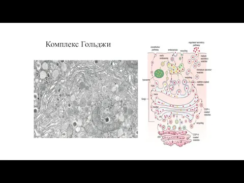 Комплекс Гольджи