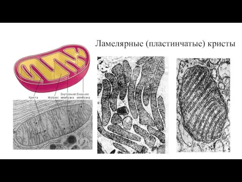 Ламелярные (пластинчатые) кристы