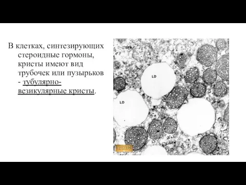 В клетках, синтезирующих стероидные гормоны, кристы имеют вид трубочек или пузырьков - тубулярно-везикулярные кристы.