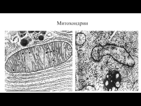 Митохондрии