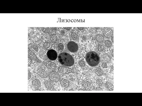 Лизосомы