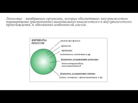 Лизосомы – мембранные органеллы, которые обеспечивают внутриклеточное переваривание (расщепление) макромолекул внеклеточного и внутриклеточного