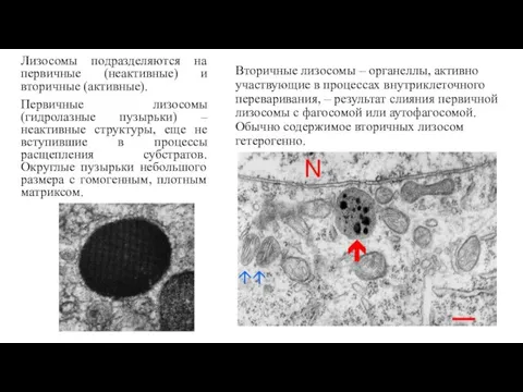 Лизосомы подразделяются на первичные (неактивные) и вторичные (активные). Первичные лизосомы (гидролазные пузырьки) –