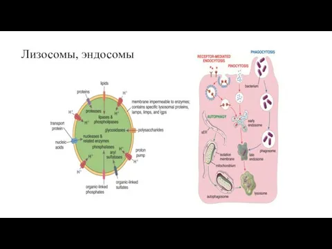 Лизосомы, эндосомы