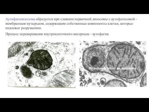 Аутофаголизосома образуется при слиянии первичной лизосомы с аутофагосомой - мембранным пузырьком, содержащим собственные