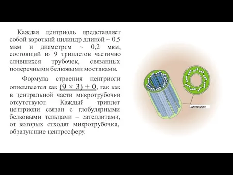 Каждая центриоль представляет собой короткий цилиндр длиной ~ 0,5 мкм и диаметром ~