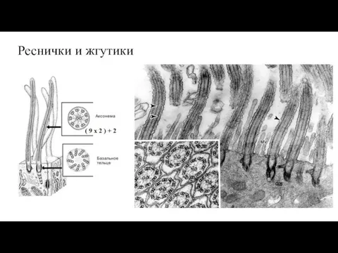 Реснички и жгутики