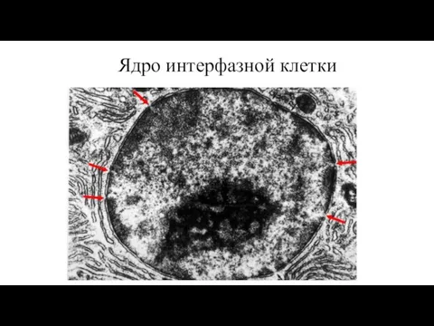 Ядро интерфазной клетки