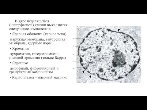 В ядре неделящейся (интерфазной) клетки выявляются следующие компоненты: Ядерная оболочка (кариолемма) наружная мембрана,