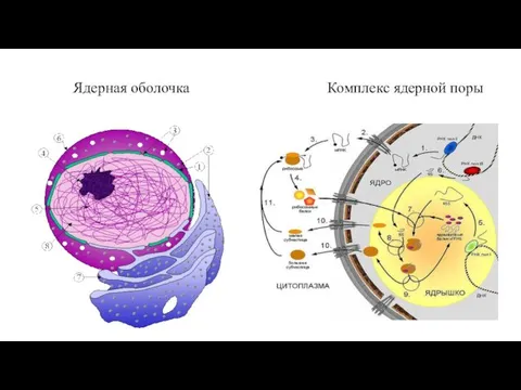 Комплекс ядерной поры Ядерная оболочка