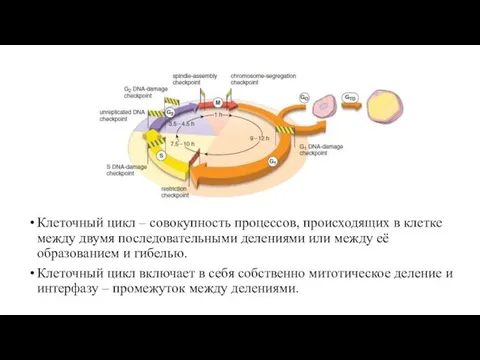 Клеточный цикл – совокупность процессов, происходящих в клетке между двумя последовательными делениями или