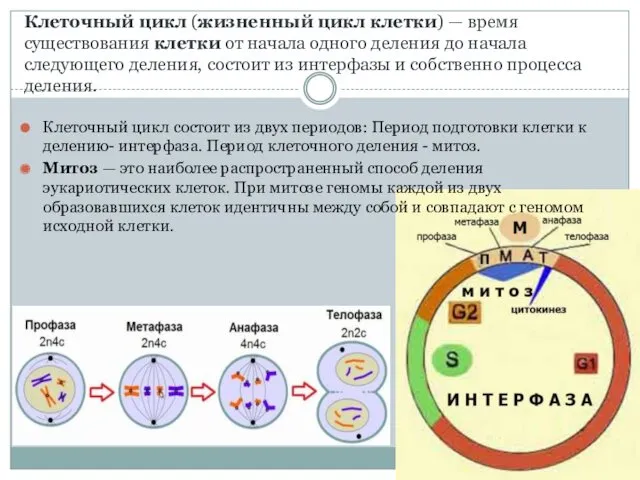 Клеточный цикл (жизненный цикл клетки) — время существования клетки от