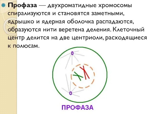 Профаза — двухроматидные хромосомы спирализуются и становятся заметными, ядрышко и