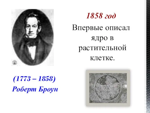 1858 год Впервые описал ядро в растительной клетке. (1773 – 1858) Роберт Броун