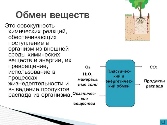 Обмен веществ Это совокупность химических реакций, обеспечивающих поступление в организм