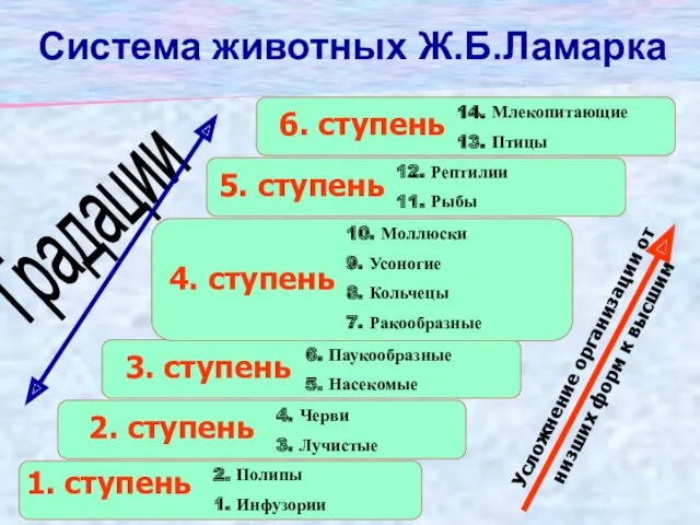 Усложнение организации от низших форм к высшим Градации Система животных Ж.Б.Ламарка