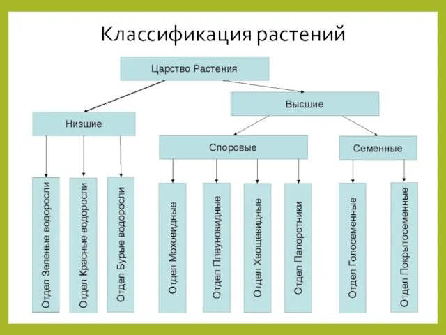 Классификация растений