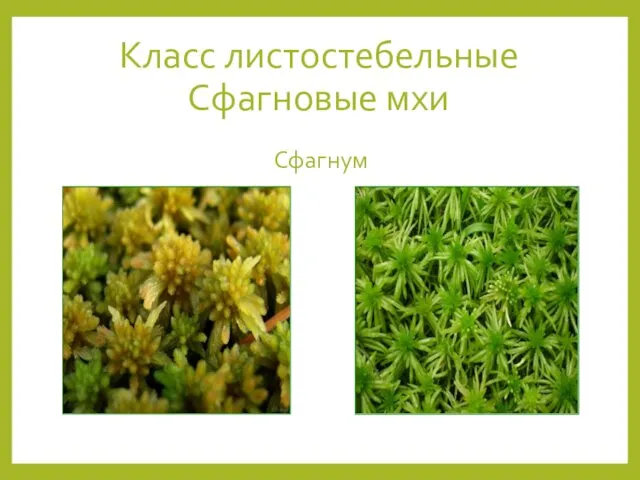 Класс листостебельные Сфагновые мхи Сфагнум