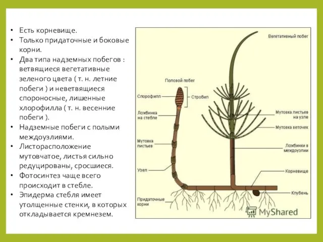 Есть корневище. Только придаточные и боковые корни. Два типа надземных