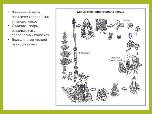 Жизненный цикл практически такой, как у папоротников. Отличие : споры