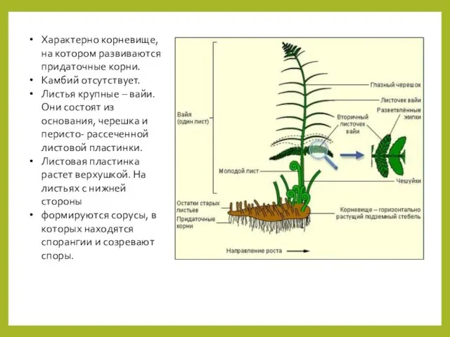 Характерно корневище, на котором развиваются придаточные корни. Камбий отсутствует. Листья