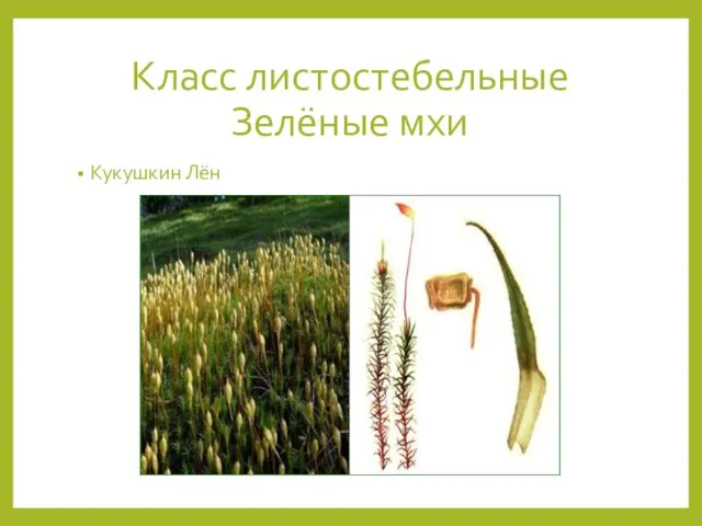 Класс листостебельные Зелёные мхи Кукушкин Лён