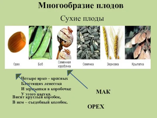 Многообразие плодов Сухие плоды Четыре ярко – красных Блестящих лепестка