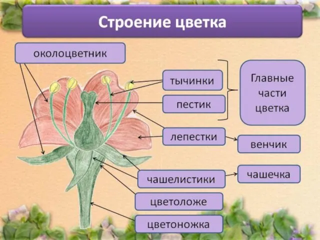 Цветок – генеративный орган