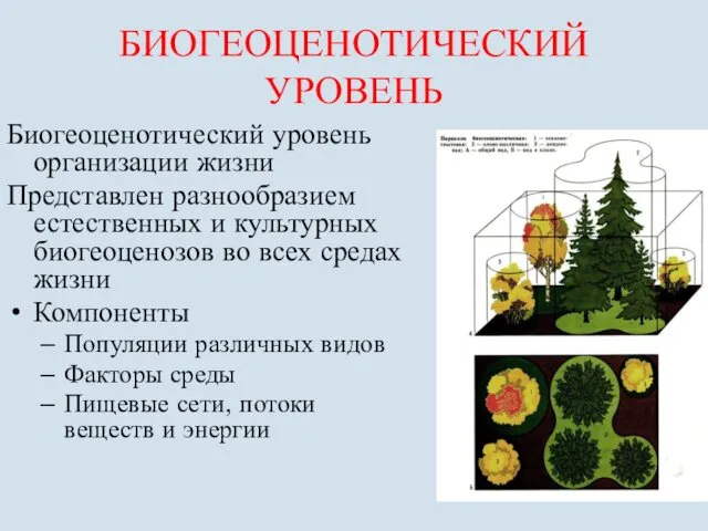 БИОГЕОЦЕНОТИЧЕСКИЙ УРОВЕНЬ Биогеоценотический уровень организации жизни Представлен разнообразием естественных и