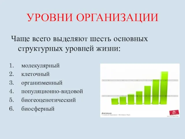 УРОВНИ ОРГАНИЗАЦИИ Чаще всего выделяют шесть основных структурных уровней жизни: молекулярный клеточный организменный популяционно-видовой биогеоценотический биосферный